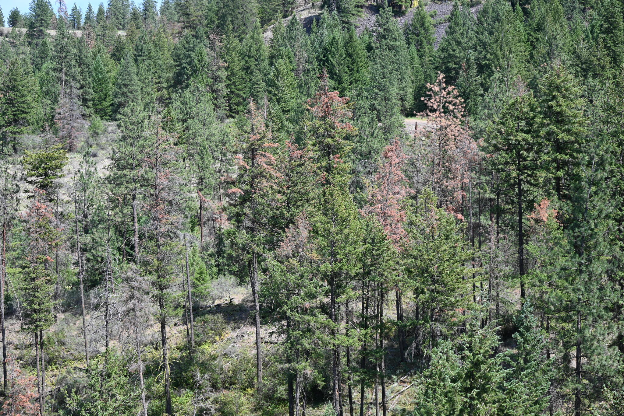 Beetles killing more trees in Washington, likely due to drought - Vimarsana News