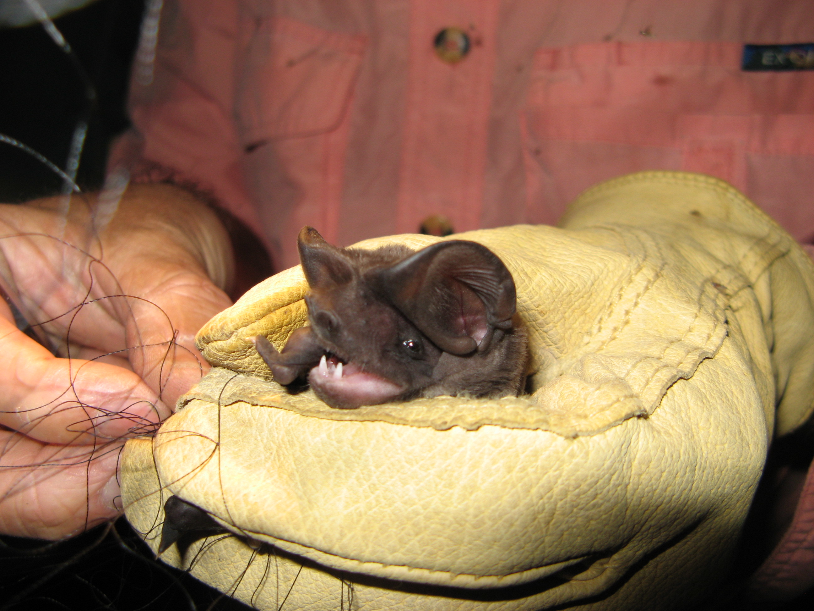 Over 1.1M acres in S. Florida designated critical habitat for endangered Florida bonneted bat - Vimarsana News