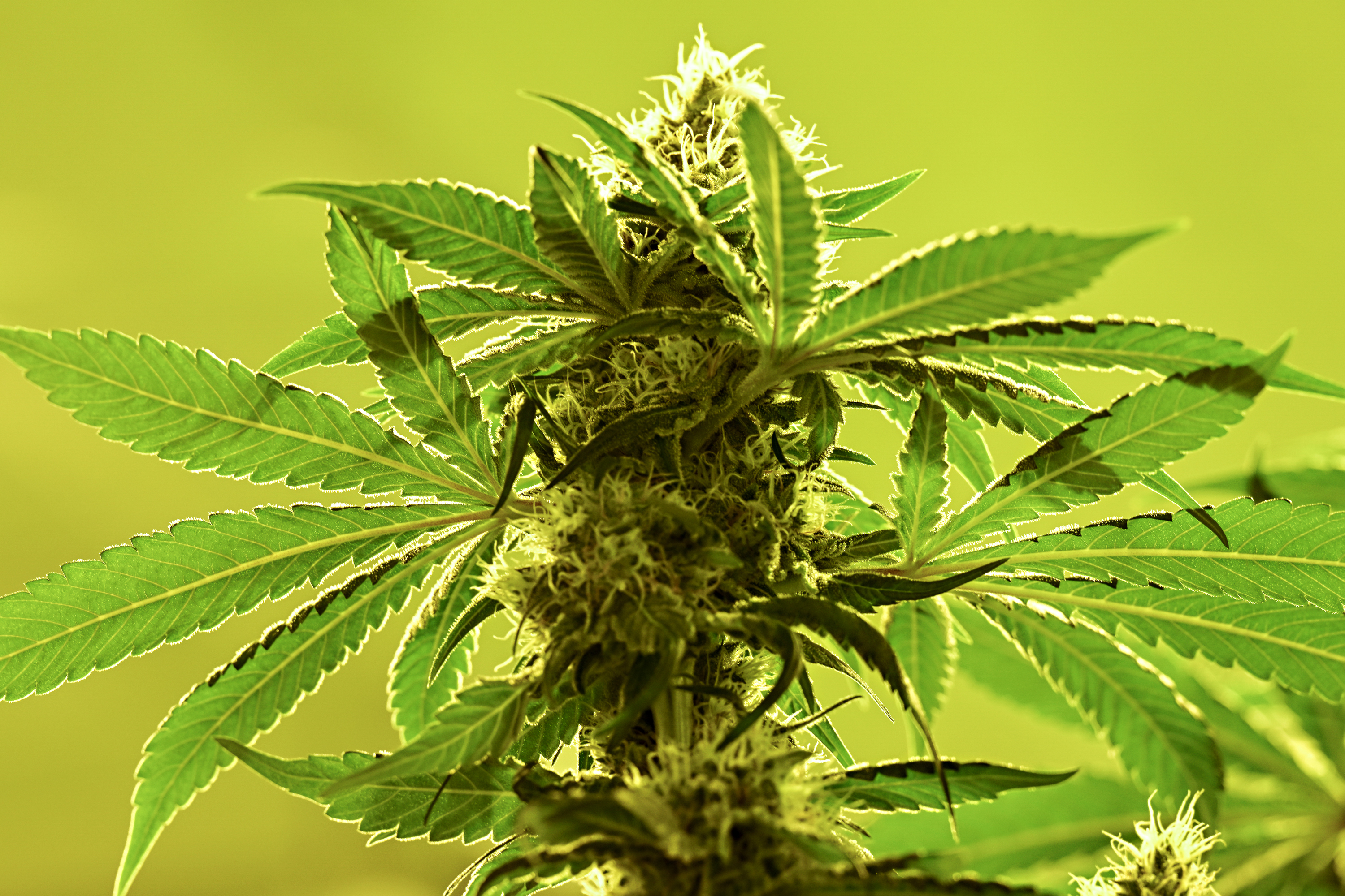 First retail cannabis sales begin Tuesday in Connecticut - Vimarsana News