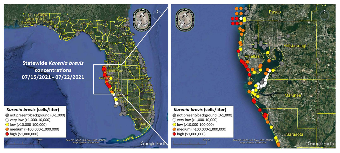 Gulf Beaches Experiencing Heavy Red Tide Outbreaks - Vimarsana News