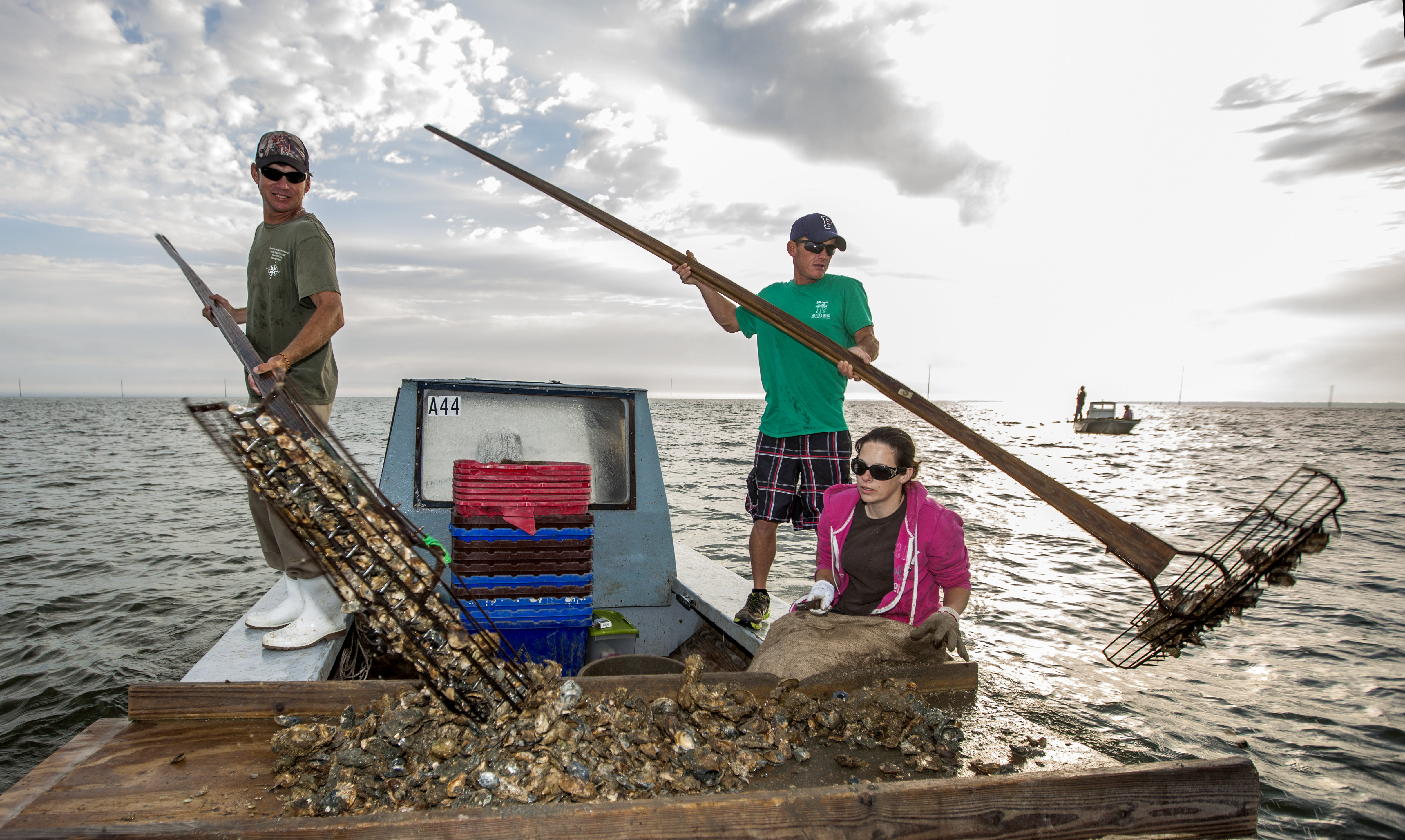 FWC Suspends Apalachicola Bay Wild Oyster Harvesting Until 2025 - Vimarsana News