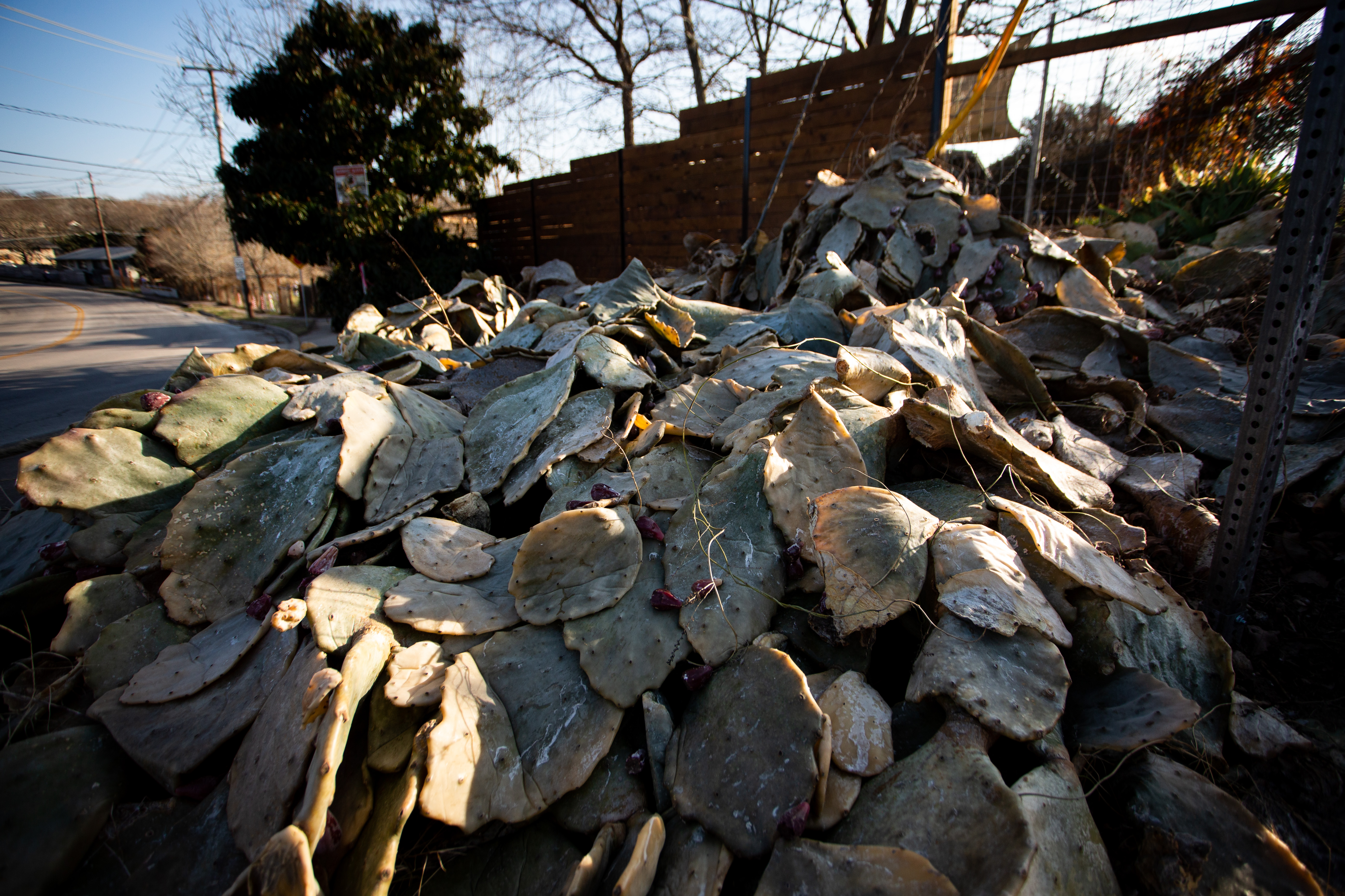 Sad Succulents And Torn Tree Limbs: Storm Wipes Out Plants Around Austin, But There's Hope For Regrowth - Vimarsana News