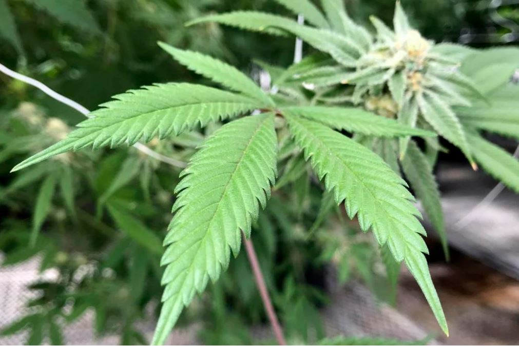 Denton police have cited a disproportionate number of people of color for marijuana - Vimarsana News