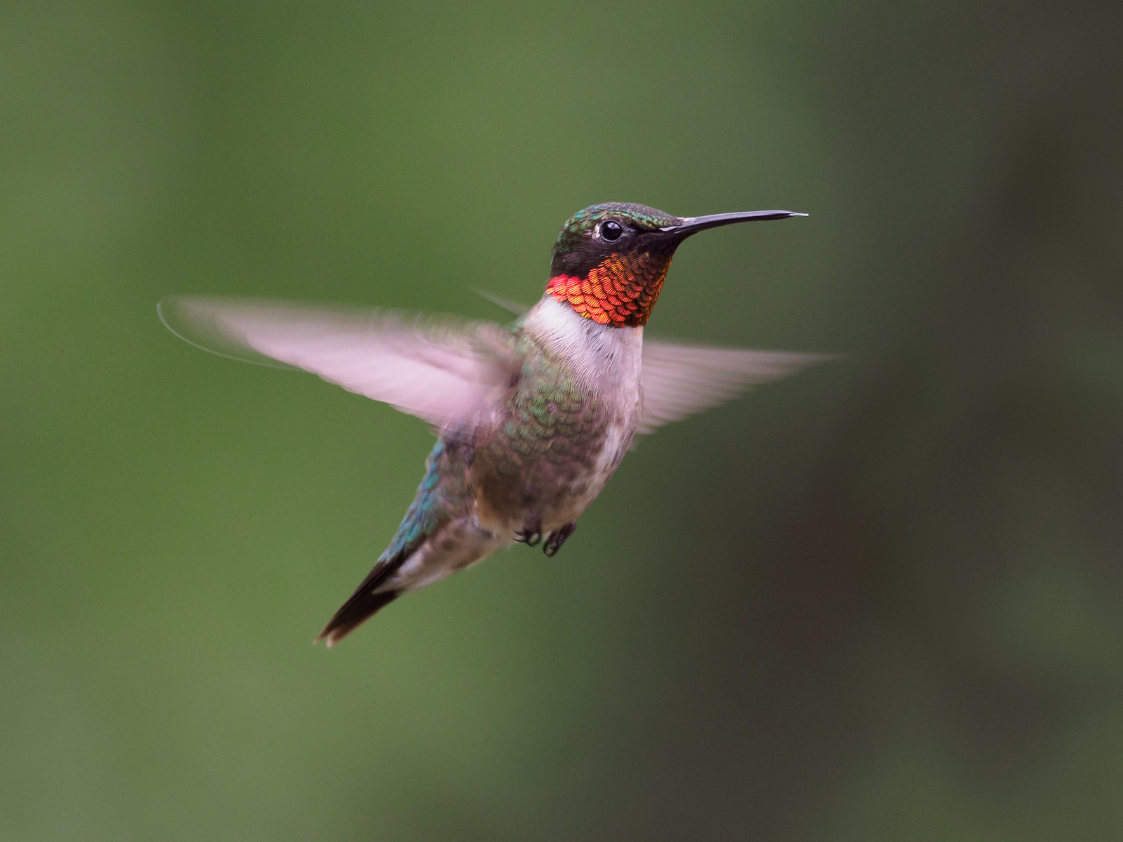 Firsts and Weirdo Birds - Vimarsana News