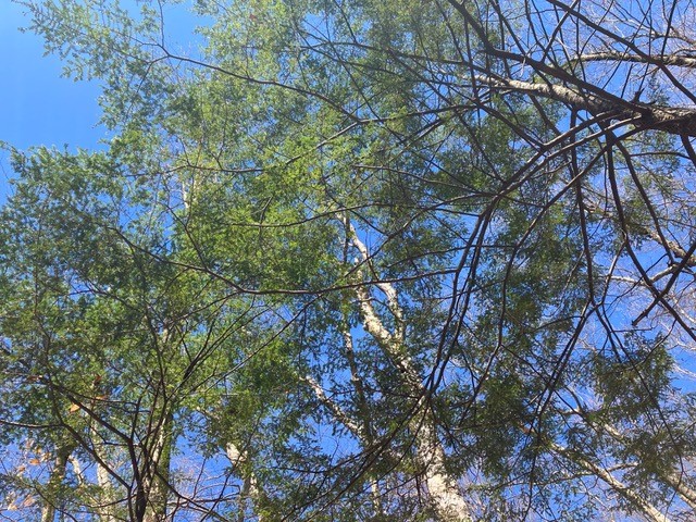 Massachusetts loggers to state: 'Real tough time' with no contracts. Others want forests preserved. - Vimarsana News