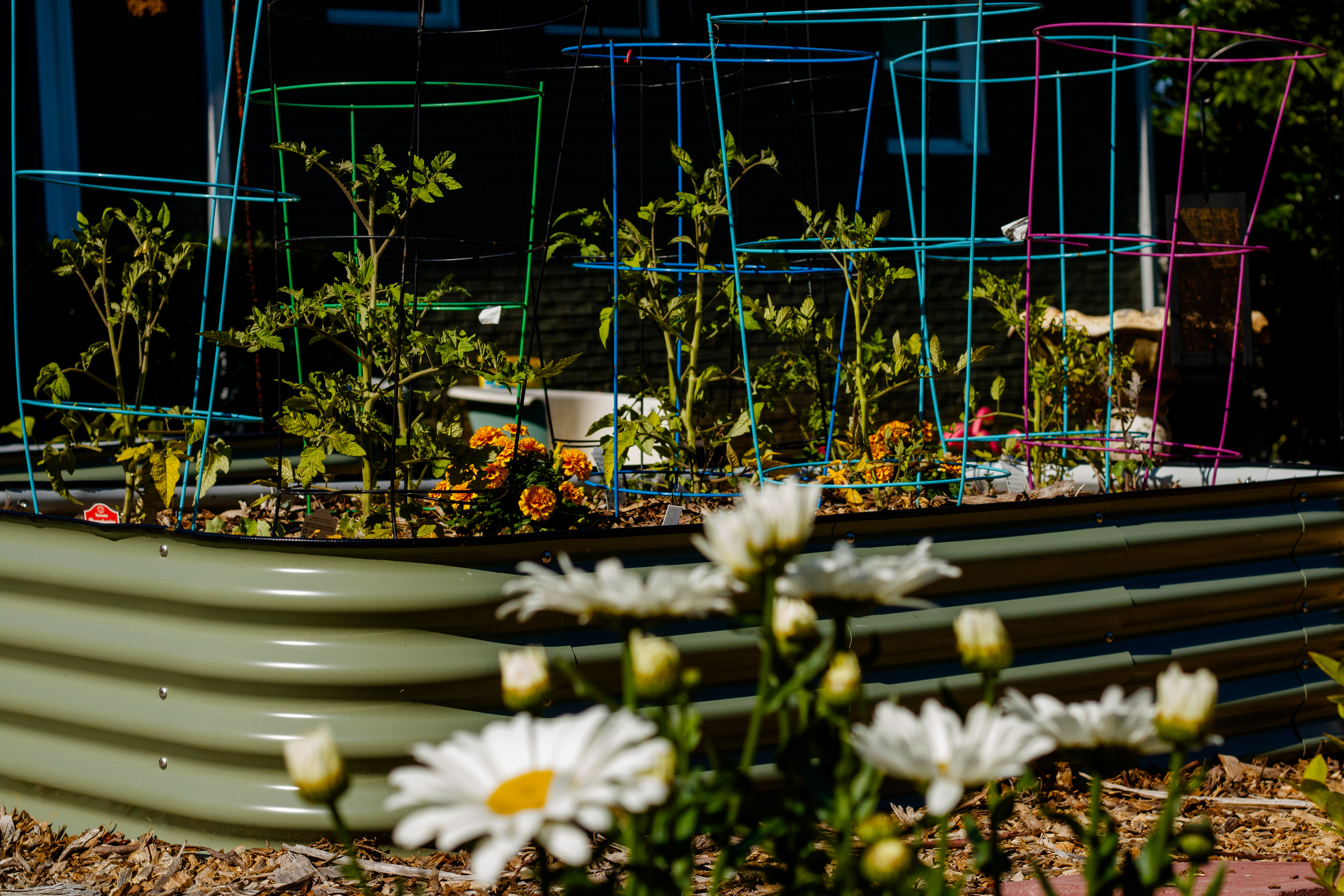 From raised beds to potted plants, we've got your gardening questions covered - Vimarsana News