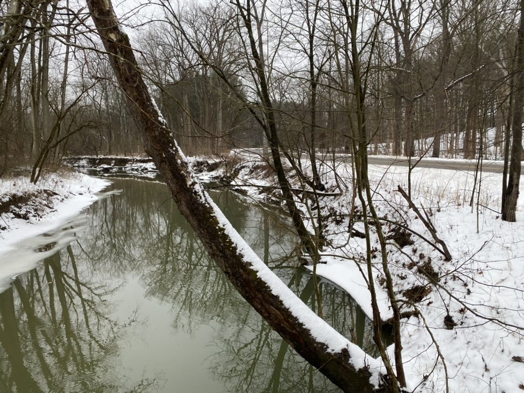 Cuyahoga County's tree cover has shrunk. A new study shows how much - Vimarsana News