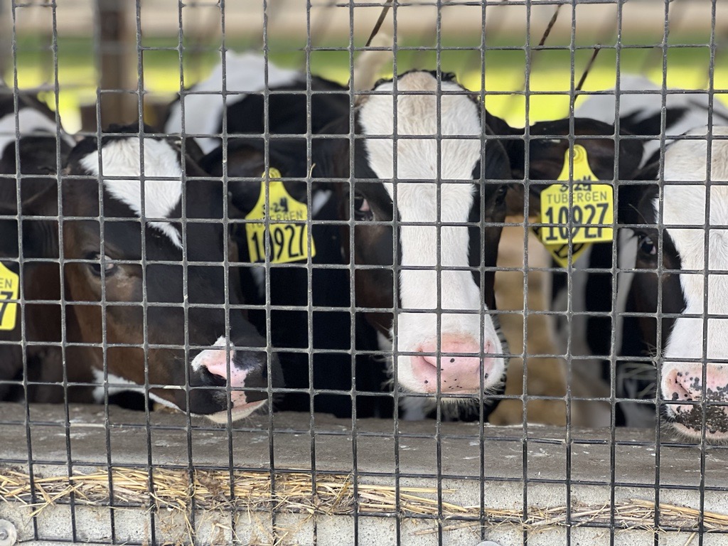 Small farms are less affected by Michigan's bird flu outbreak, experts say - Vimarsana News