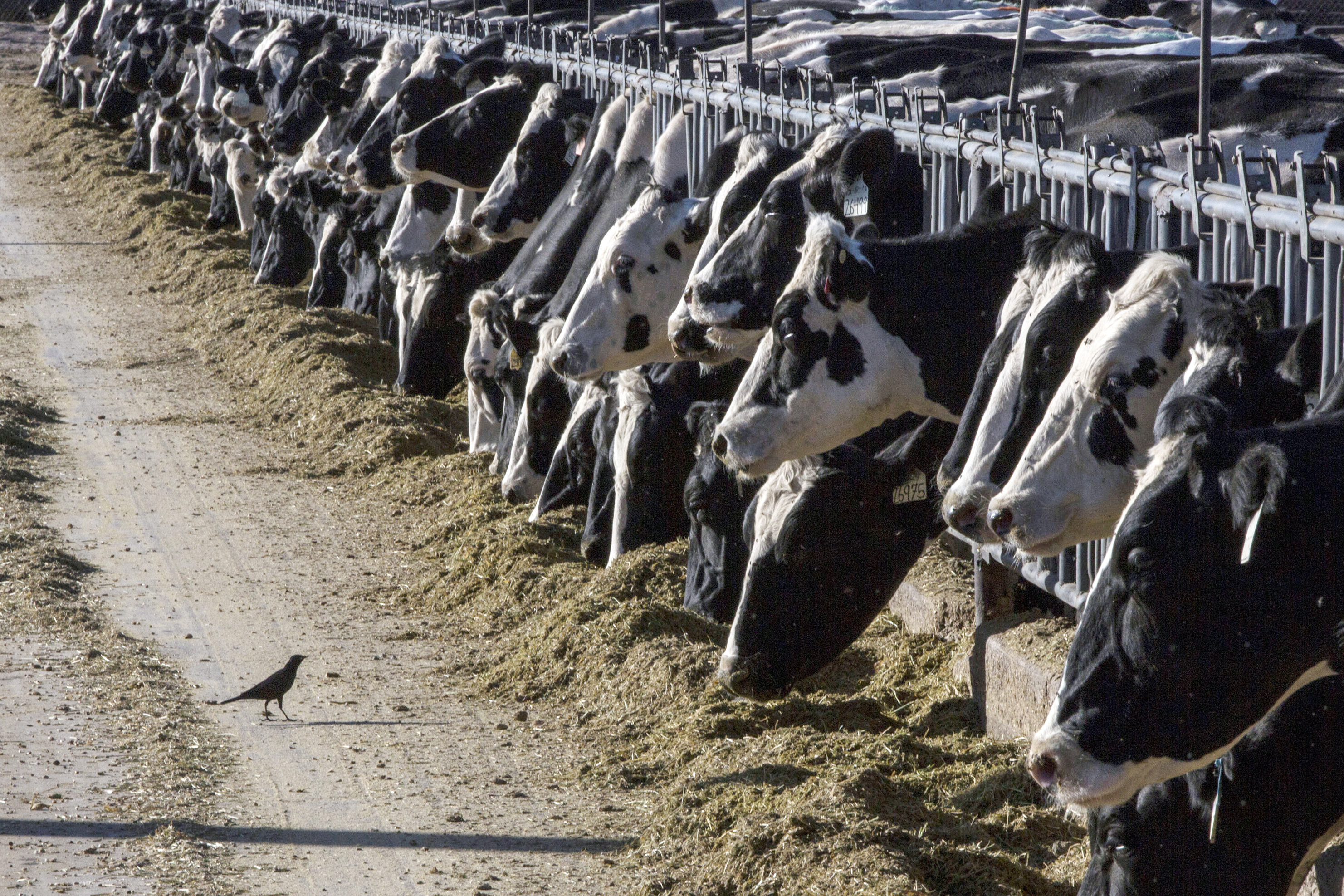 Michigan confirms bird flu in second dairy worker - Vimarsana News