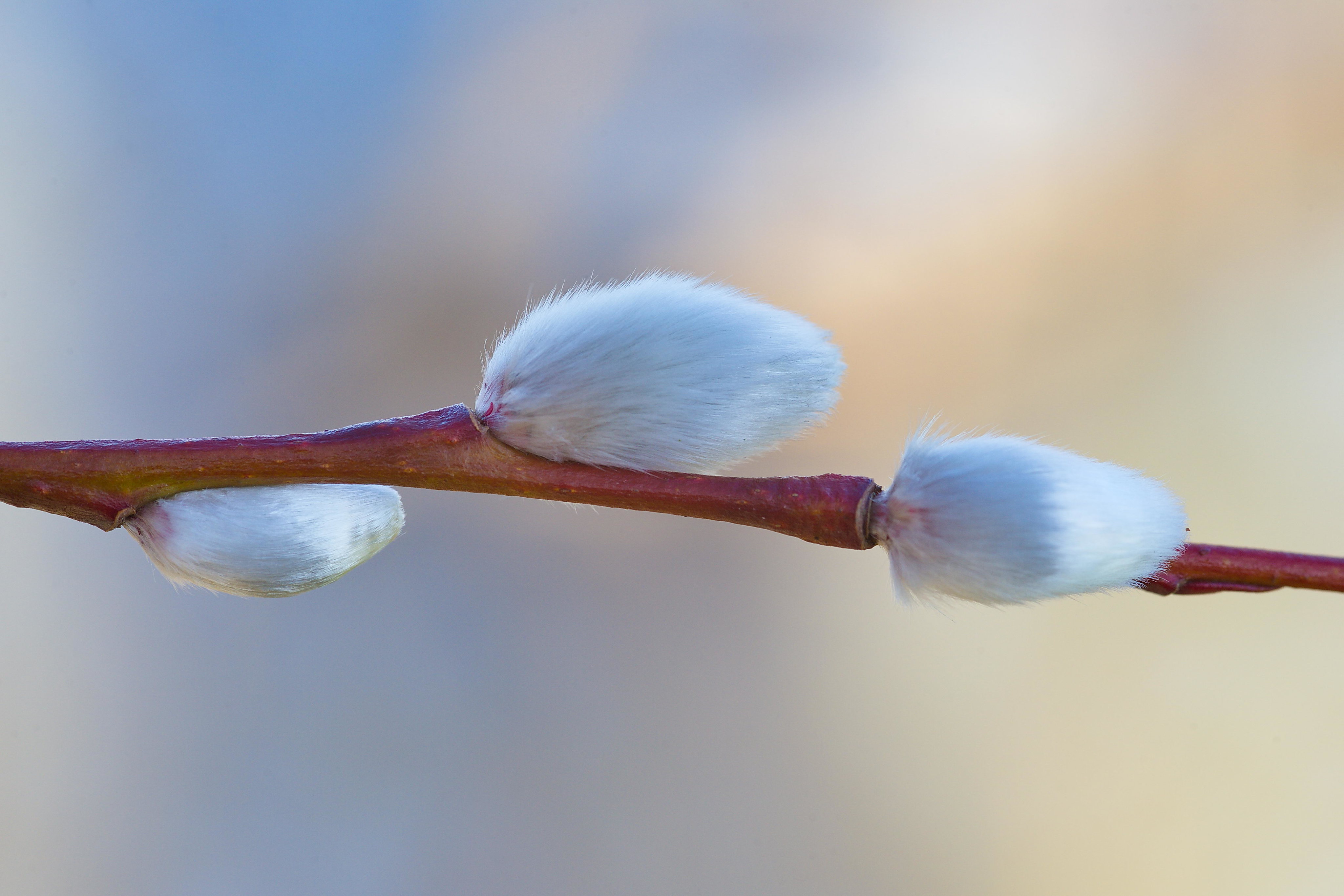 Poor Will's Almanack: January 26 – February 1, 2021 - Vimarsana News
