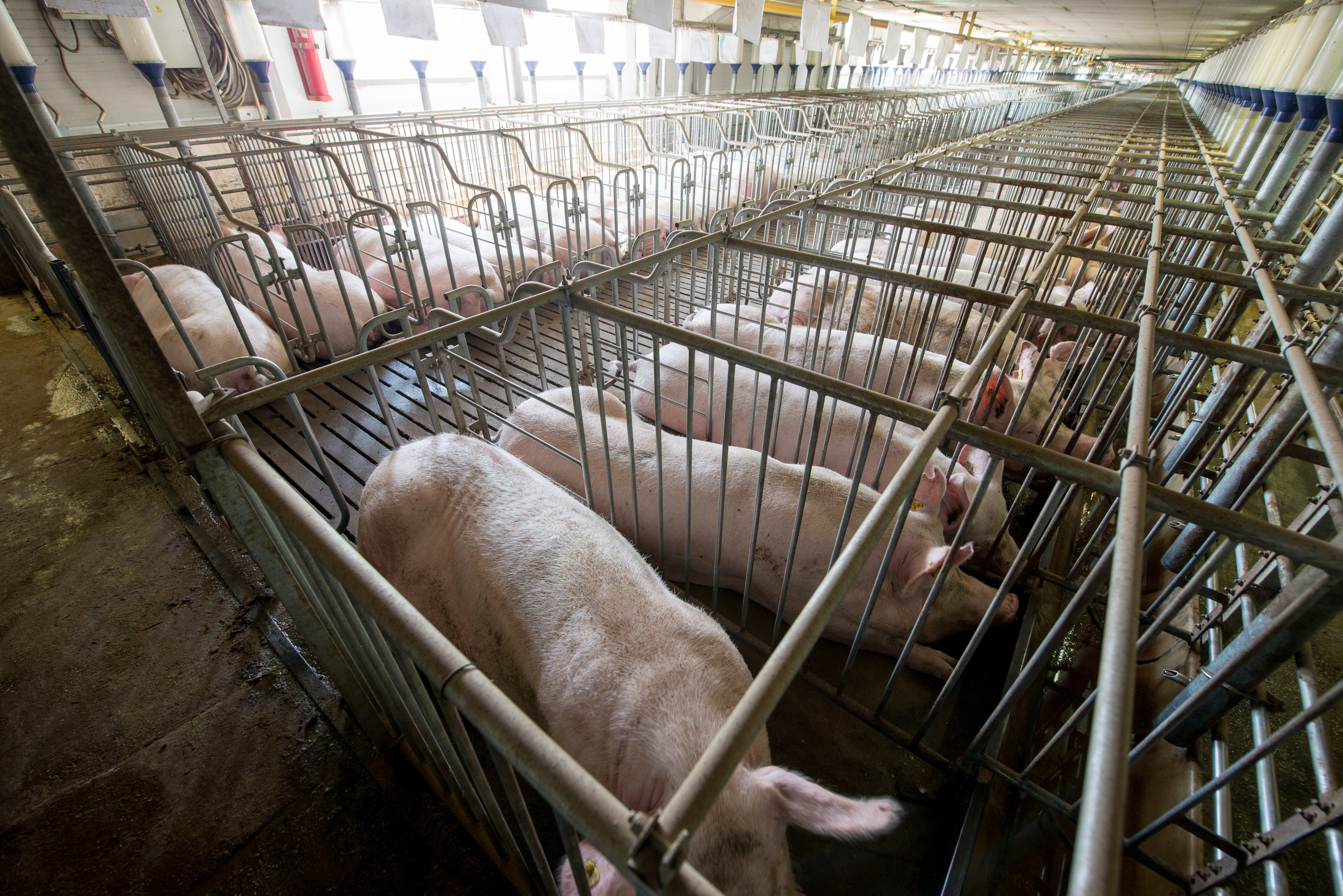 Animal rights group wants to end use of livestock gestation crates - Vimarsana News