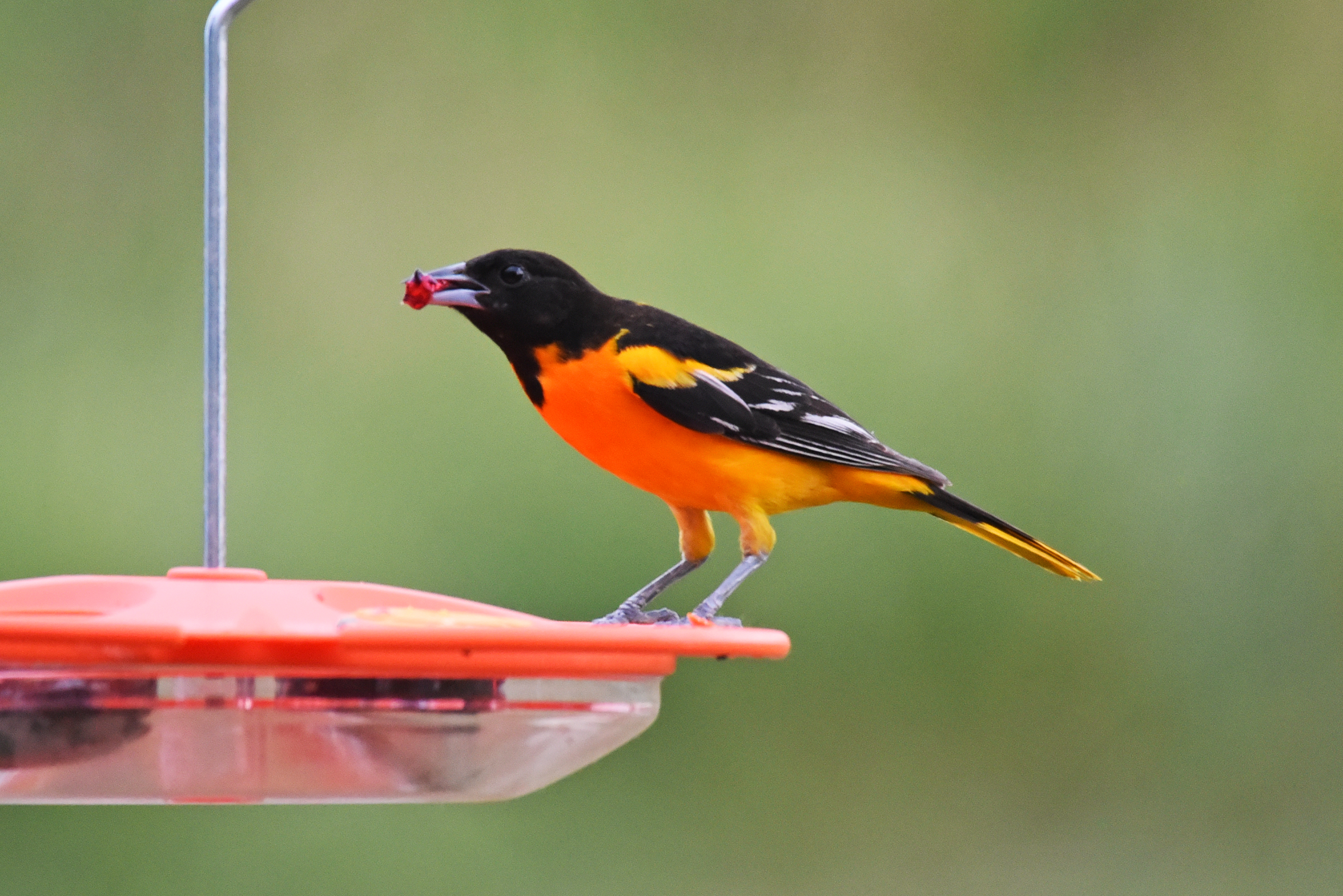 These Pa. birds will be renamed as watchers reckon with racism, inclusion - Vimarsana News
