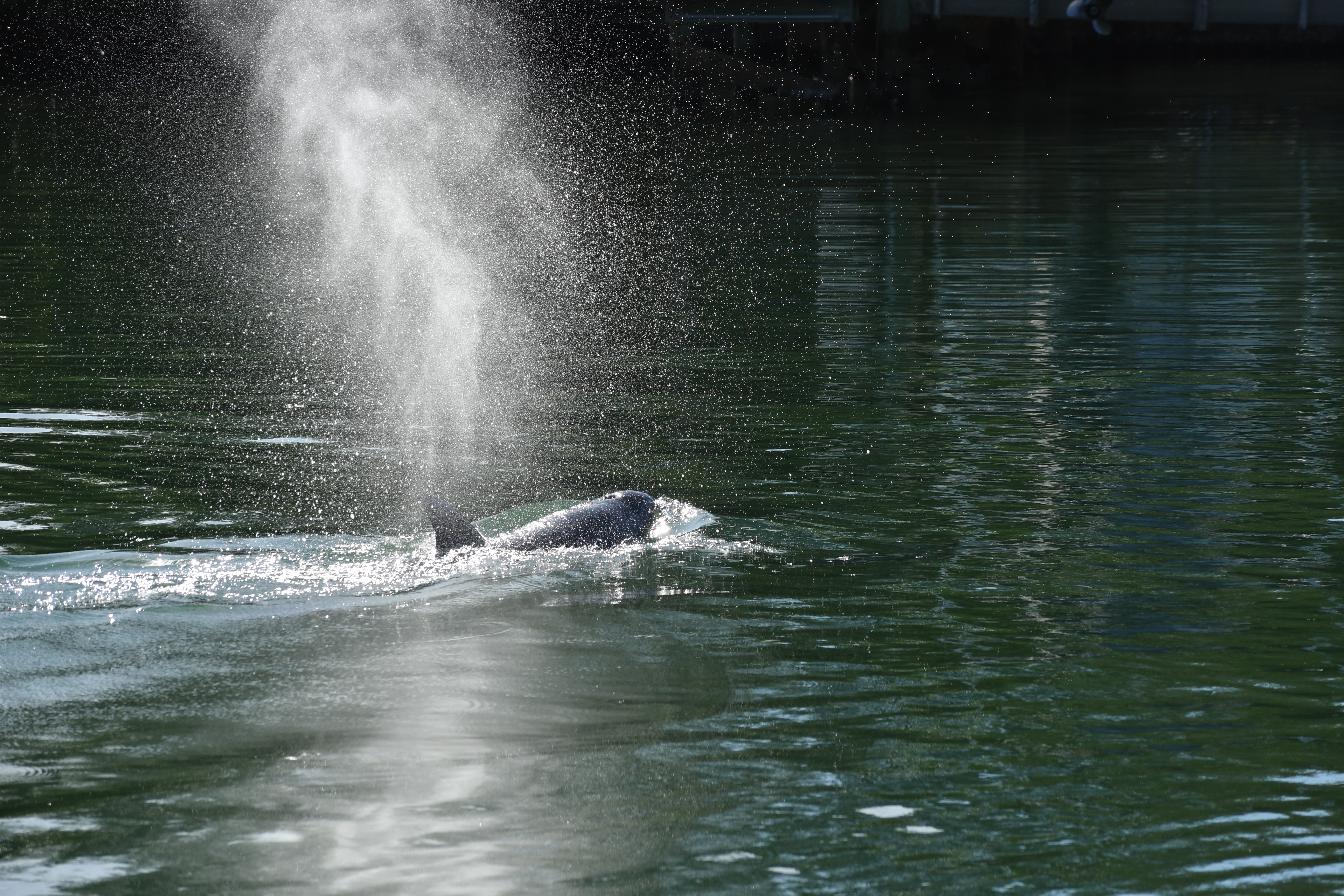 Bless you: Red tide can make dolphins 'cough' and 'sneeze' - Vimarsana News