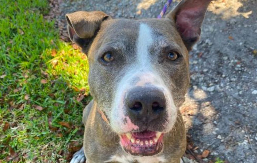 Abusers beware, Collier County will now name you on database aimed to stop animal cruelty - Vimarsana News
