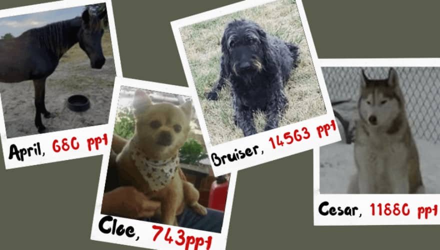 Did High Levels Of Forever Chemicals Make These NC Pets Sick? - Vimarsana News