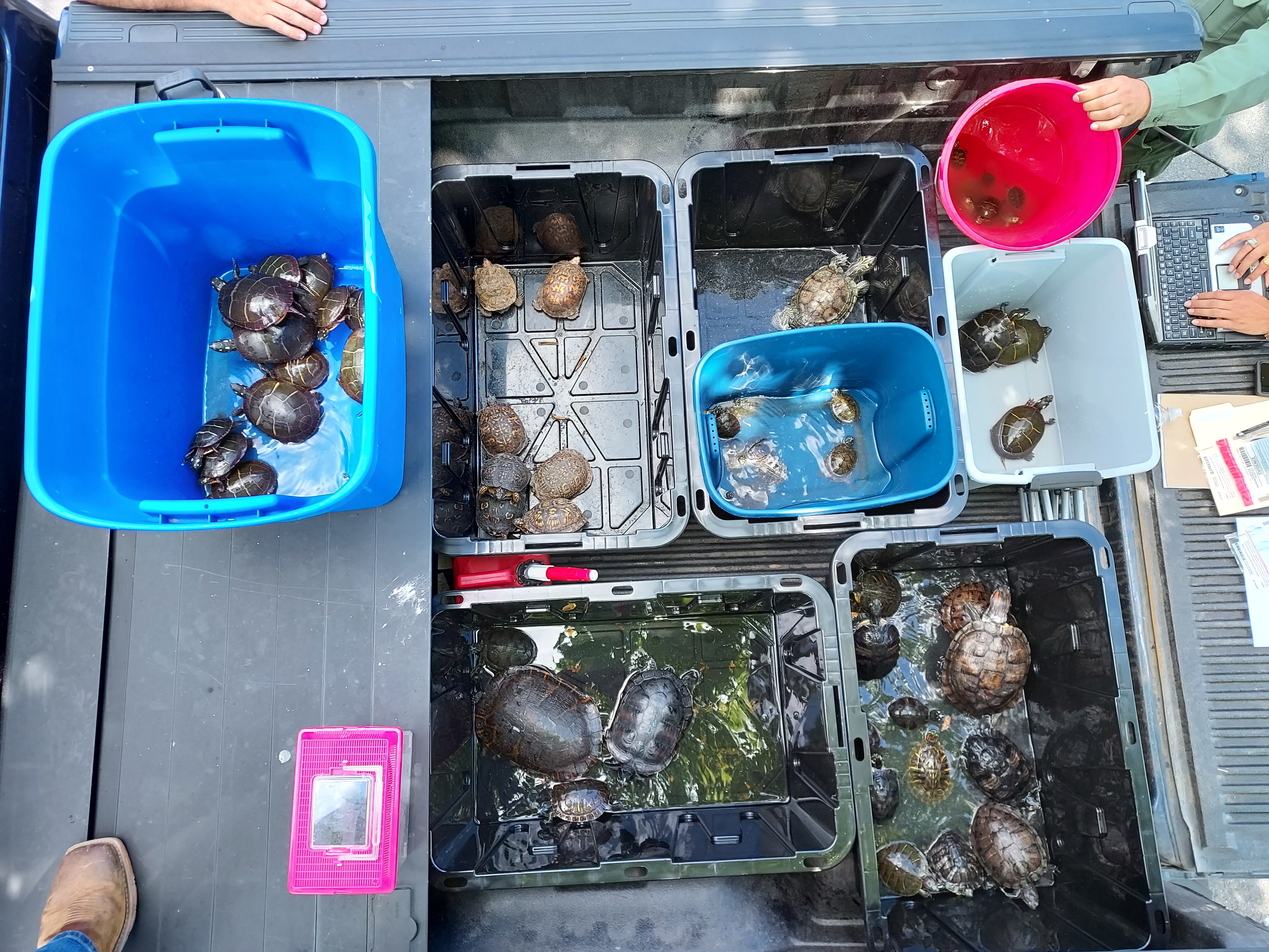Wildlife Center seeks homes for rescued turtles - Vimarsana News