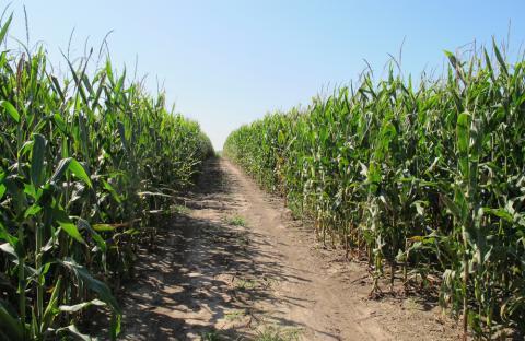 High Farm Incomes Lead To Rising Land Values - Vimarsana News