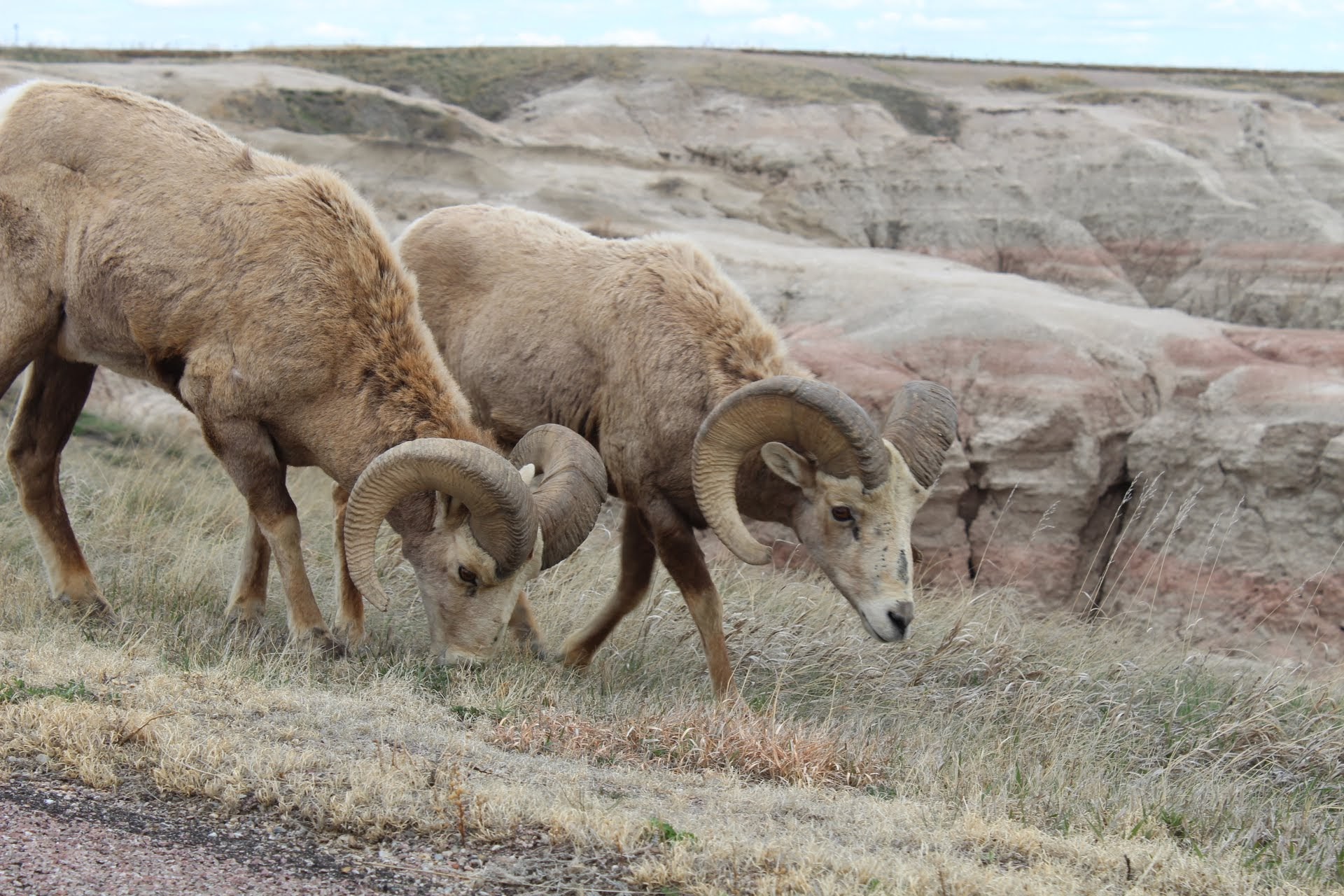 Game, Fish and Parks look to adjust big game licenses for 2024 season - Vimarsana News