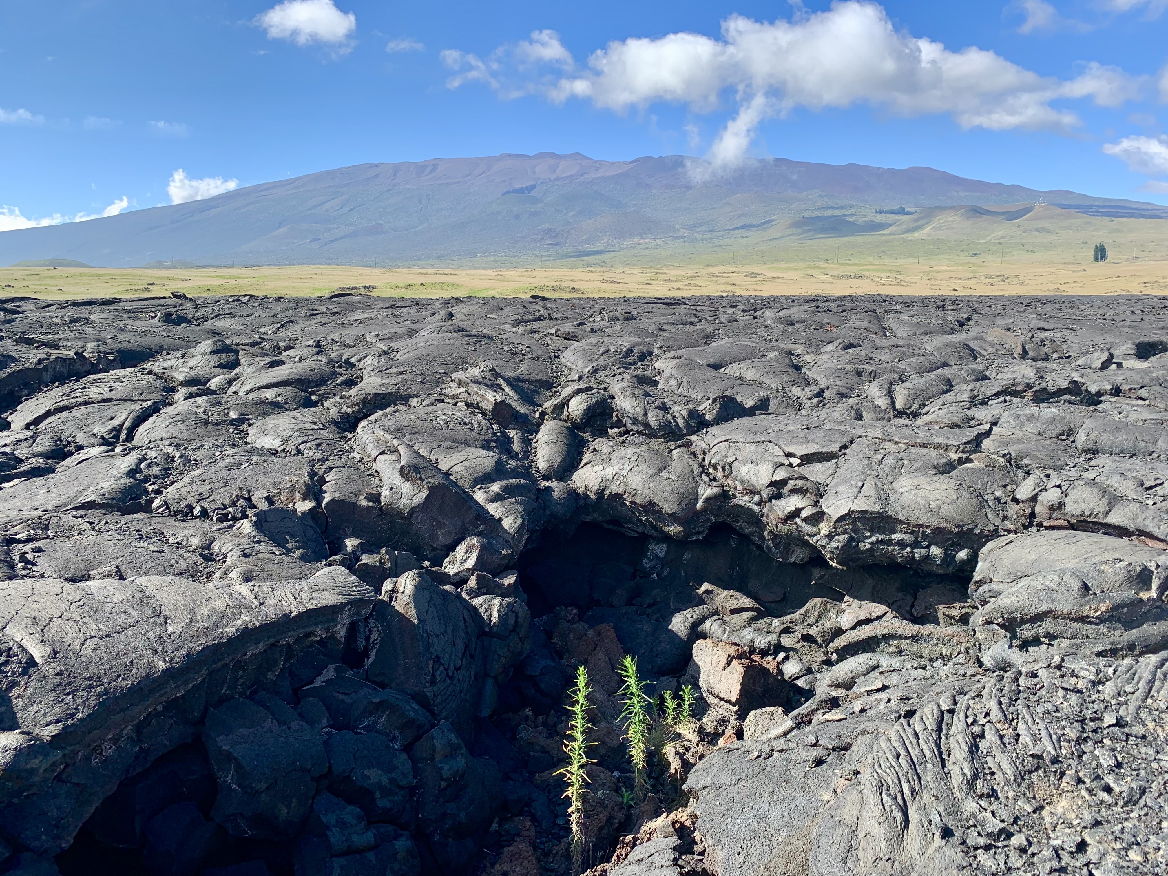 The Aloha Friday Conversation: Hawai'i Island — Luxury Condos and Living in Cars - Vimarsana News