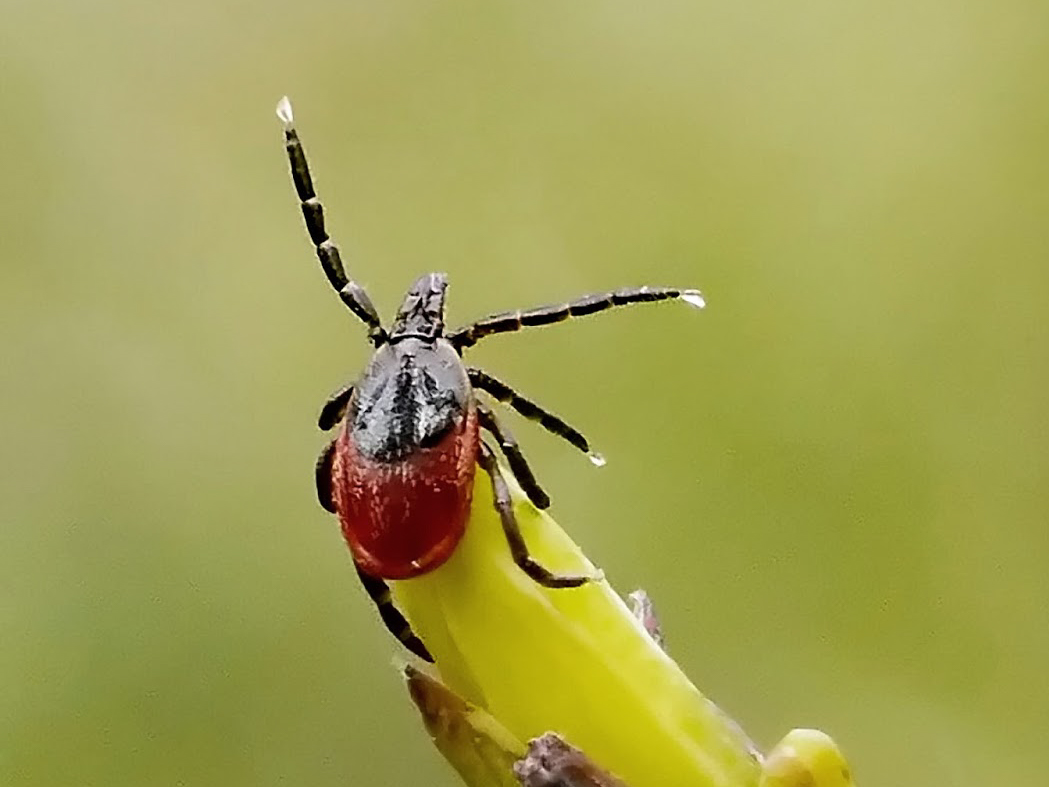 Tick populations are increasing in Michigan - Vimarsana News