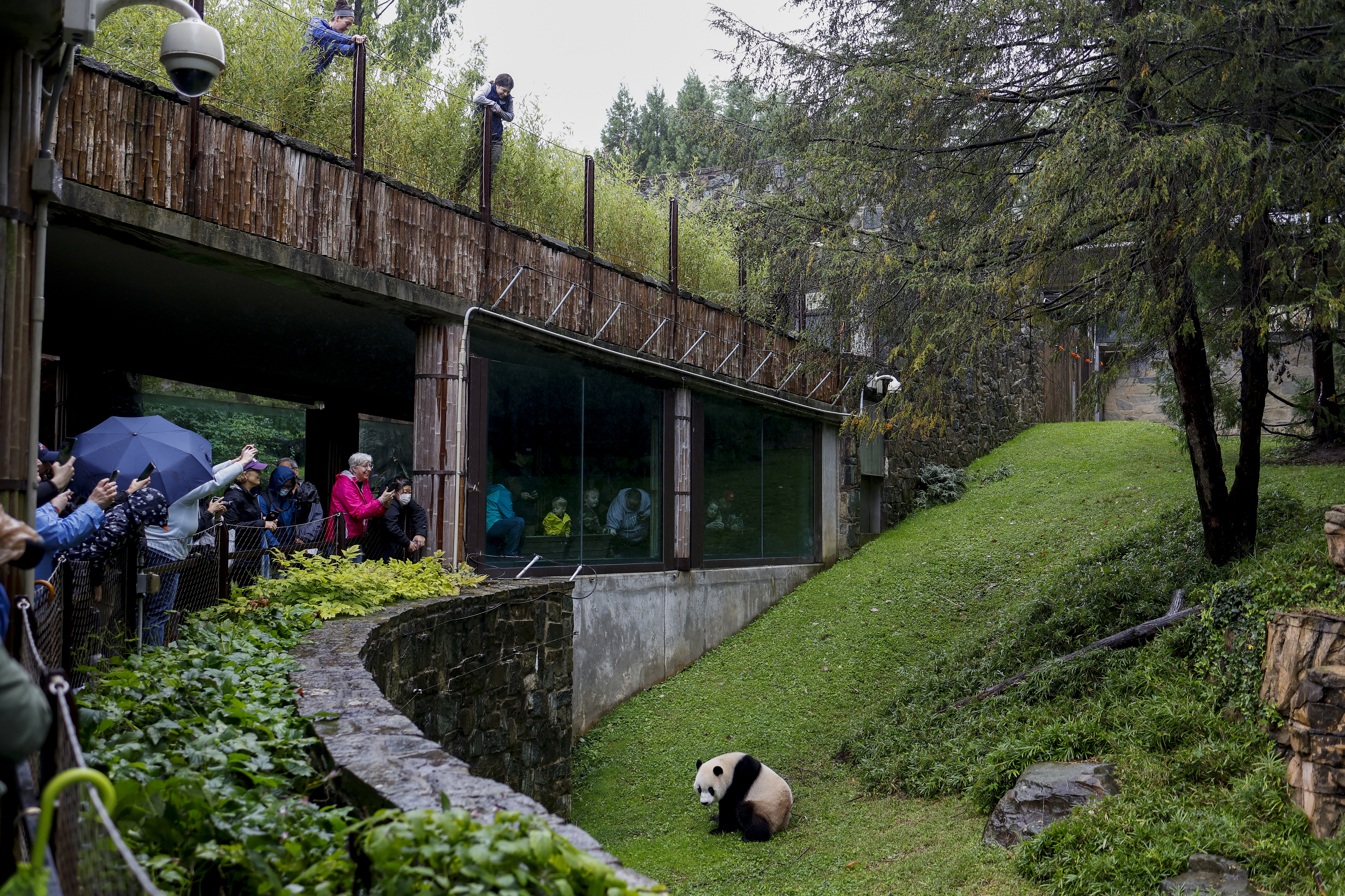 The Panda House at the National Zoo is getting new residents : NPR - Vimarsana News