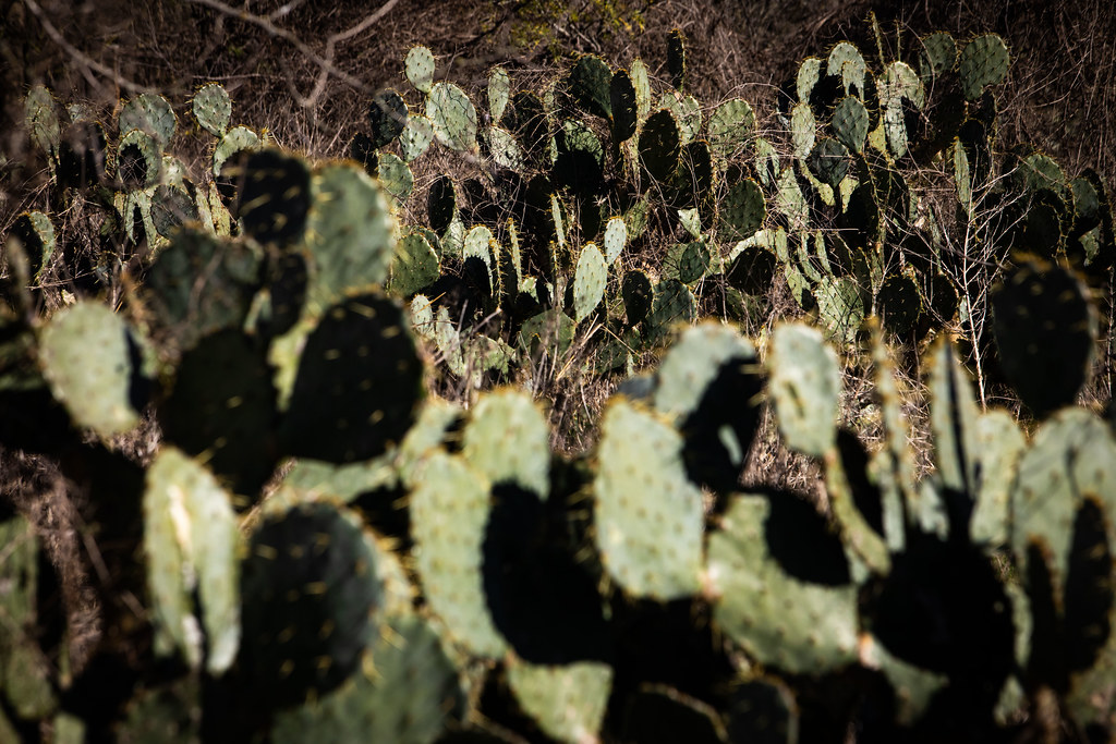 An Invasive Bug Could Wipe Out Texas Cactuses. The Story Of How It Got Here Spans Centuries And Continents. - Vimarsana News