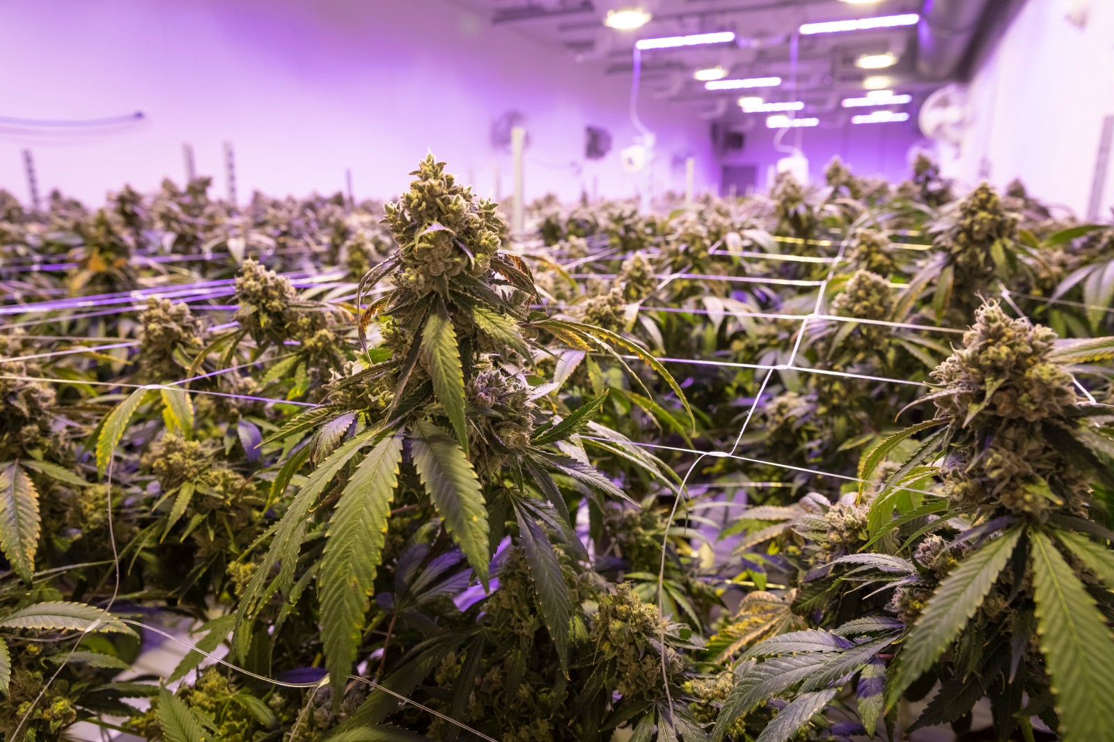 Social equity cannabis entrepreneurs say Illinois' regulatory process continues to delay their store openings - Vimarsana News