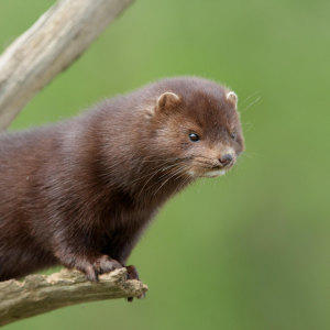 First Case Of COVID Found In Wild Mink Raises Concerns About Spread From Mink Farms - Vimarsana News