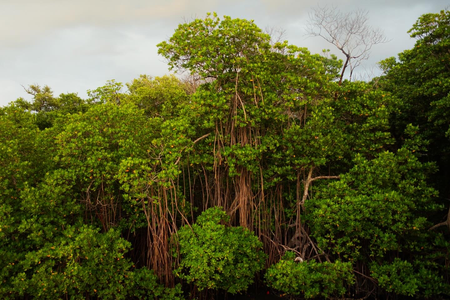 March of the mangroves - Vimarsana News