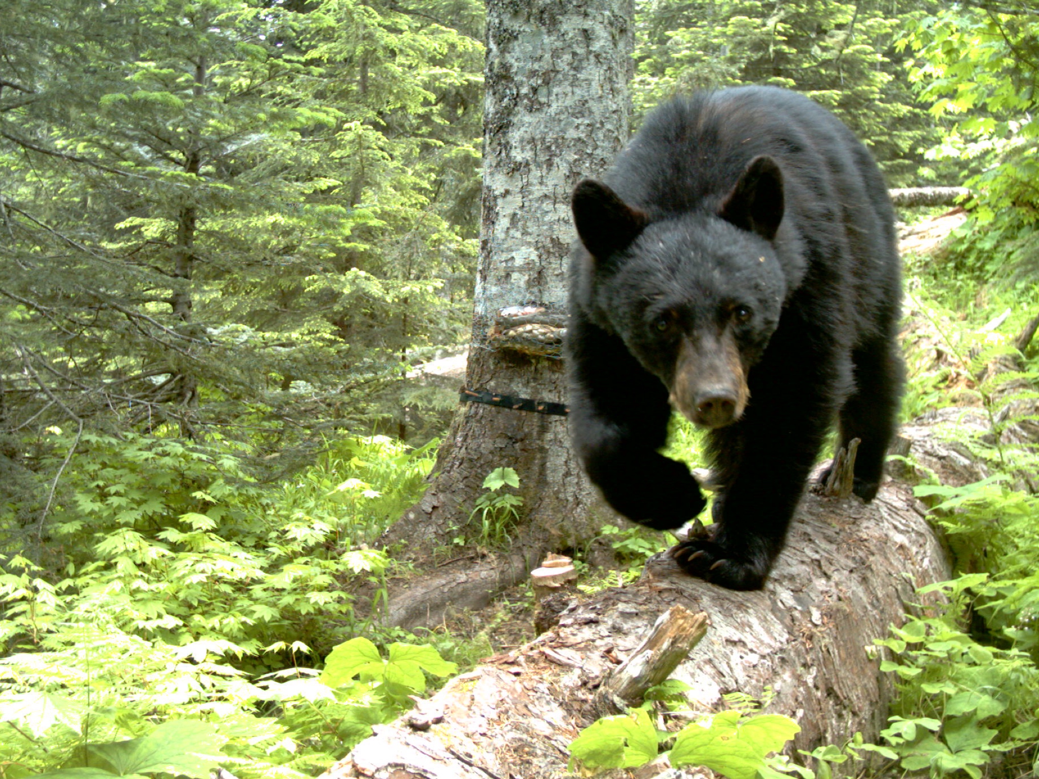 Bear seen in Eugene near River Road - Vimarsana News