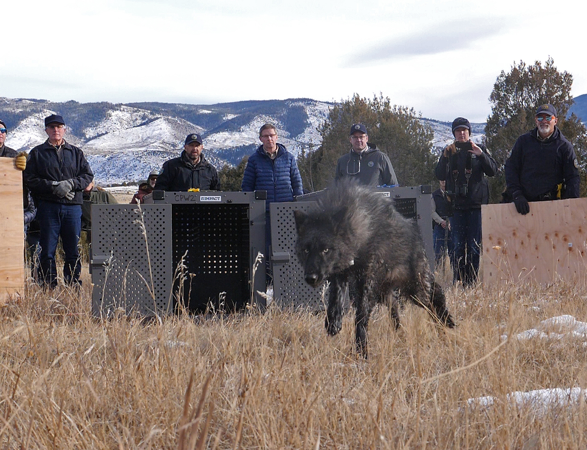 Livestock attacks become flash point in Colorado's wolf restoration effort - Vimarsana News