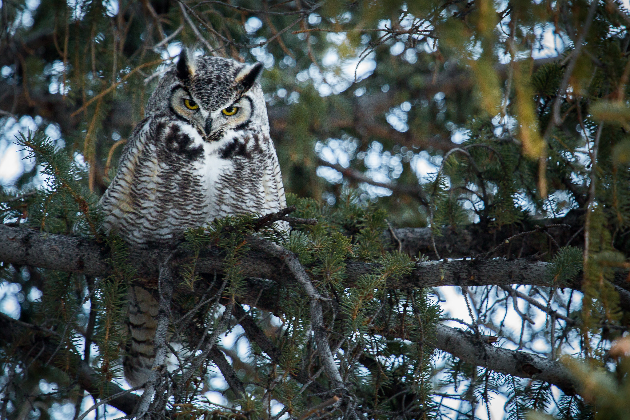 Owls in North Dakota - Vimarsana News