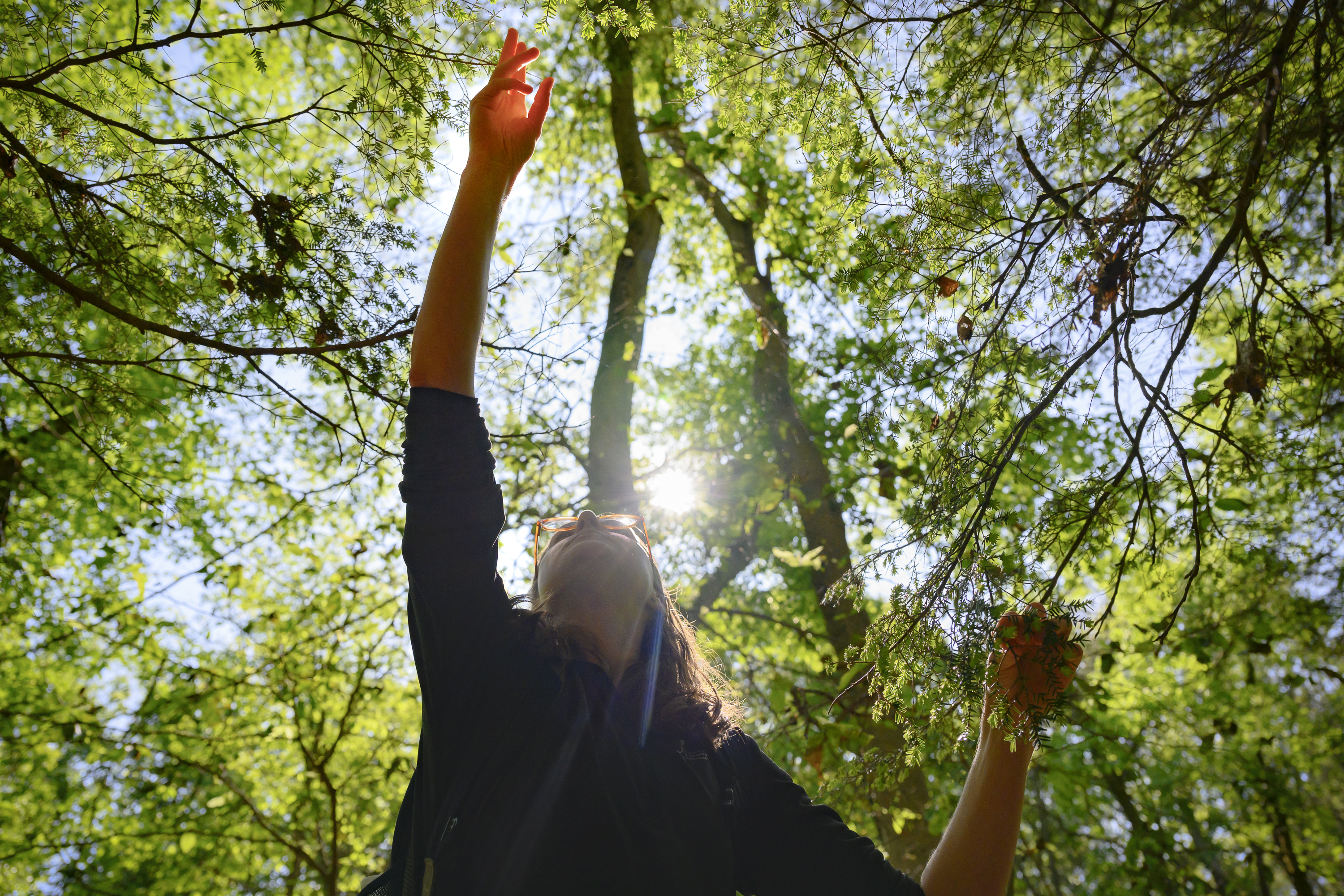 Munchies, mysticism, and medicine: Why New England foragers love wild foods - Vimarsana News