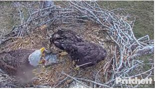 Delivery services reportedly being used to bring food to Harriet and M15's North Fort Myers nest - Vimarsana News