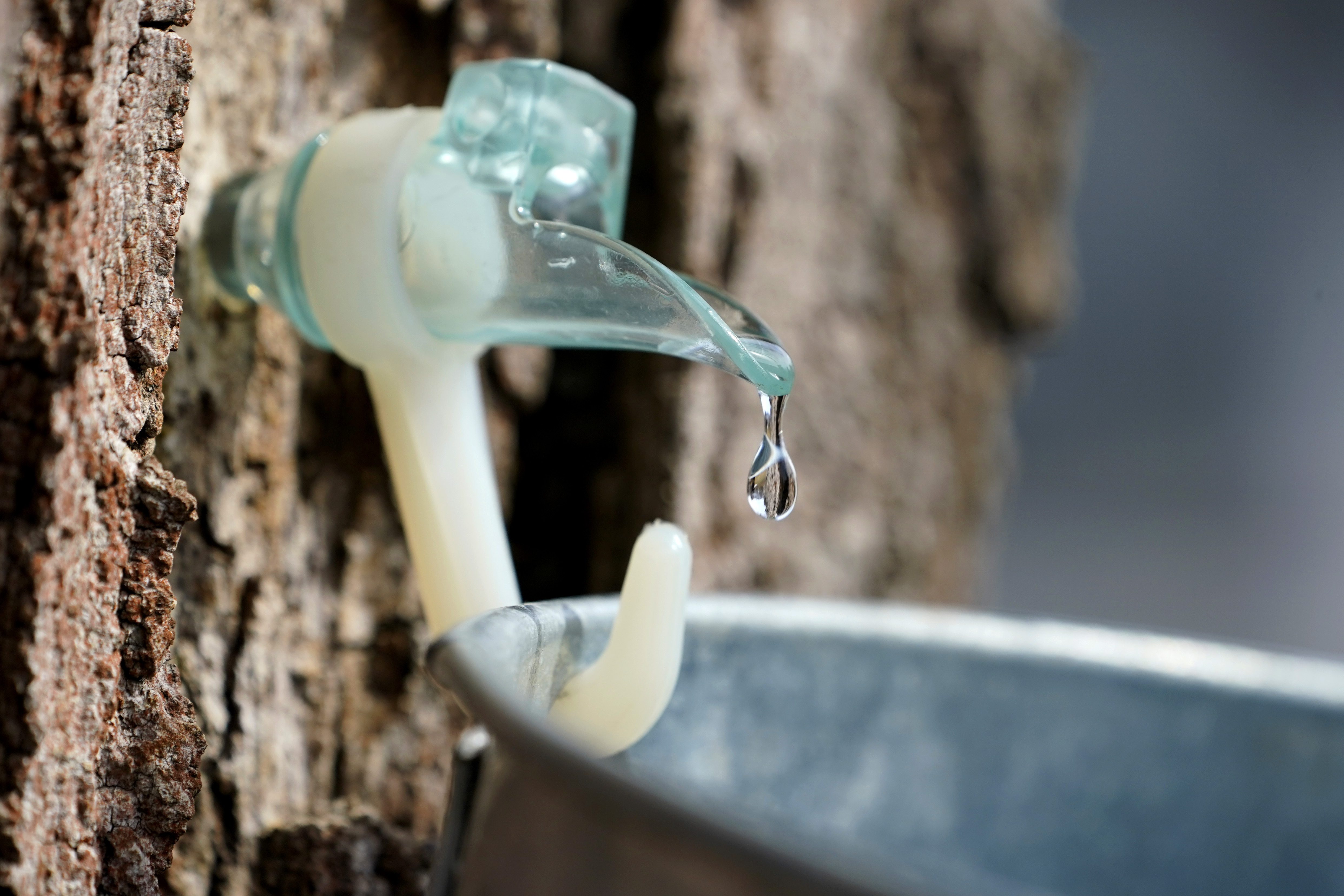 Mild winter causes an early start to maple sugaring season in Massachusetts - Vimarsana News
