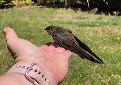 Firefighters, Animal Services Workers Team Up To Rescue Birds Trapped In South Coast Home - Vimarsana News