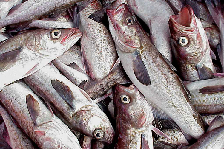 Report: Half of vessels in federally managed Alaska fisheries had observer coverage in 2023 - Vimarsana News