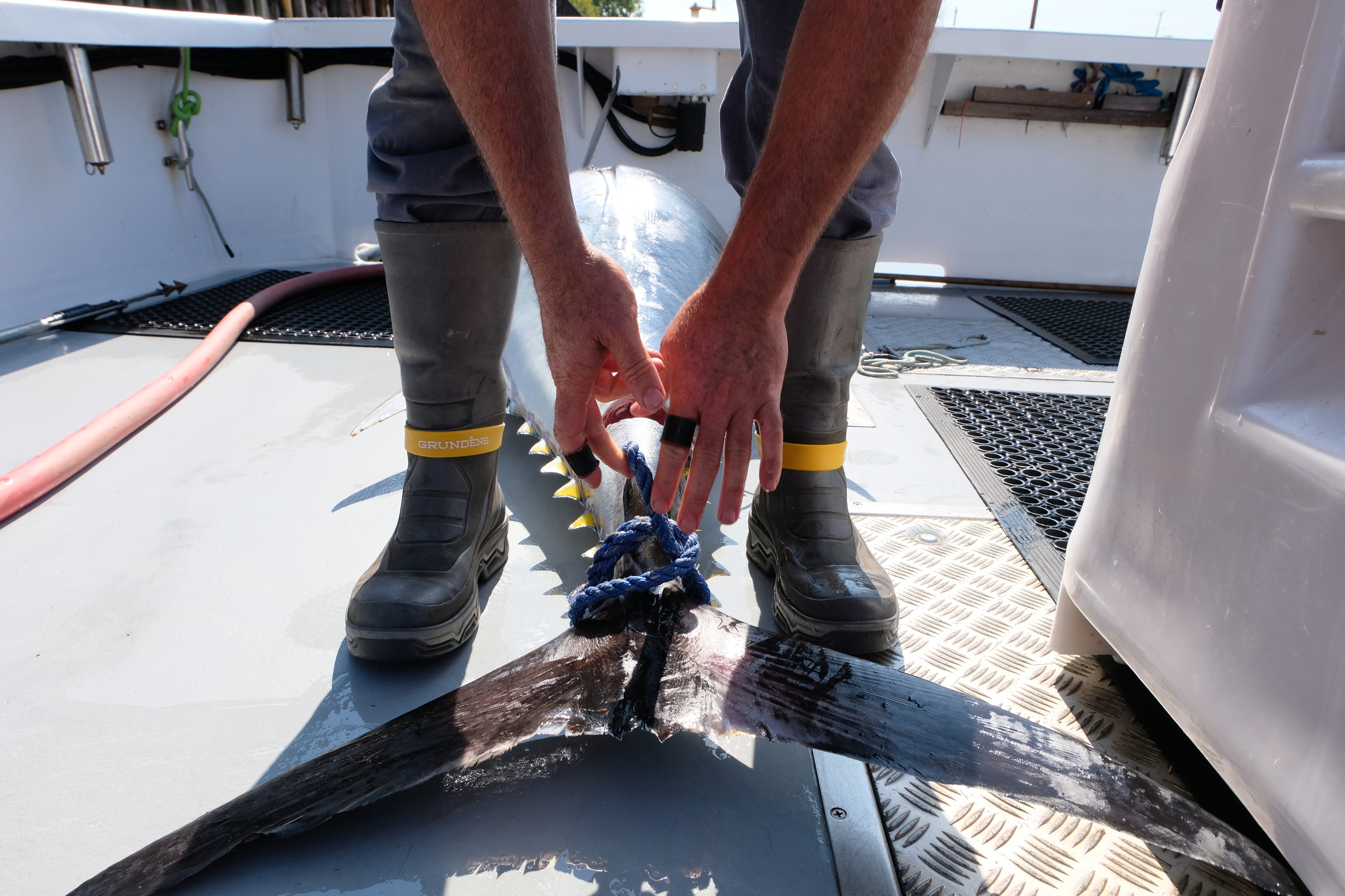 From the Gulf of Maine to a tin can: A glimpse into high-end tuna production on NH's coast - Vimarsana News