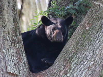 State reports increase in calls about wildlife - Vimarsana News