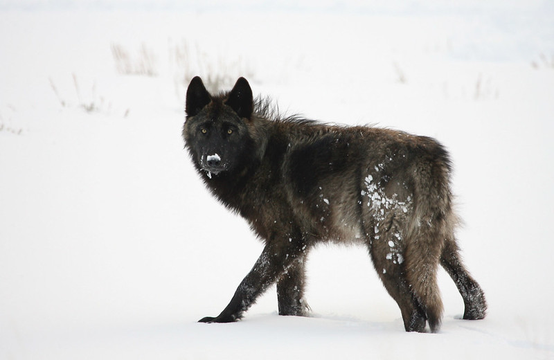 Montana Governor Given Written Warning After Trapping, Killing Of Yellowstone Wolf - Vimarsana News