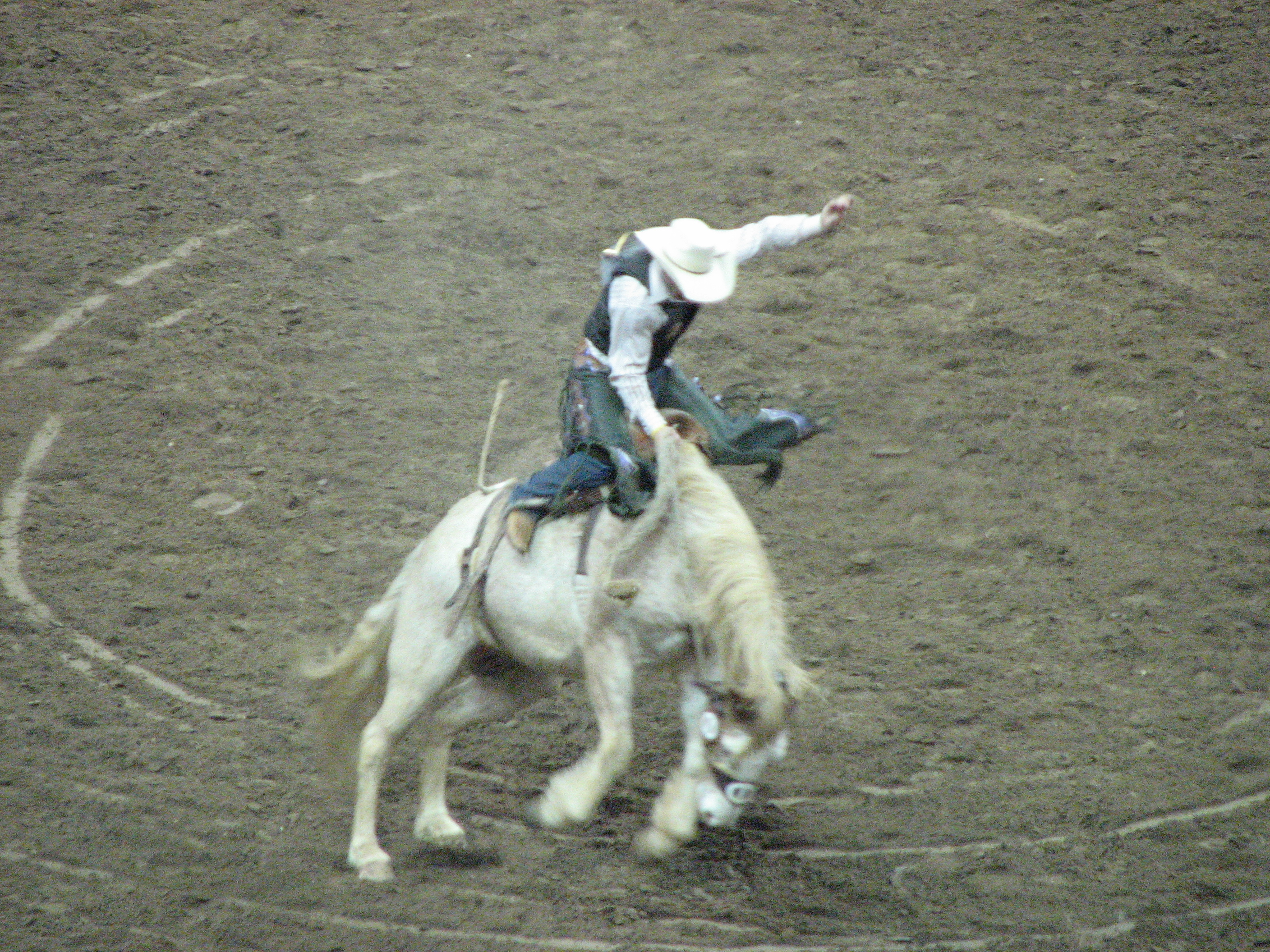 San Antonio Rodeo To Saddle Up Despite Cancellations Across Texas - Vimarsana News