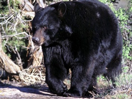 AM News Brief: Black Bears, Guilty Treasure Hunter & Potential Congressional Seats For Mountain West - Vimarsana News