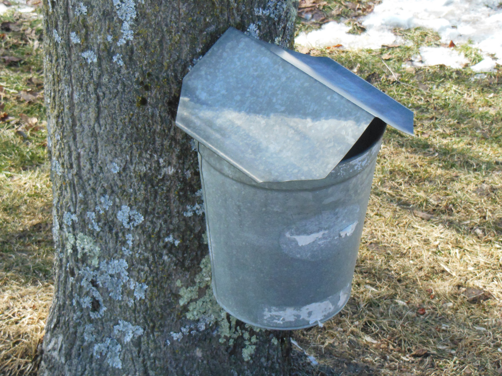Federal bill introduced to aid maple producers - Vimarsana News