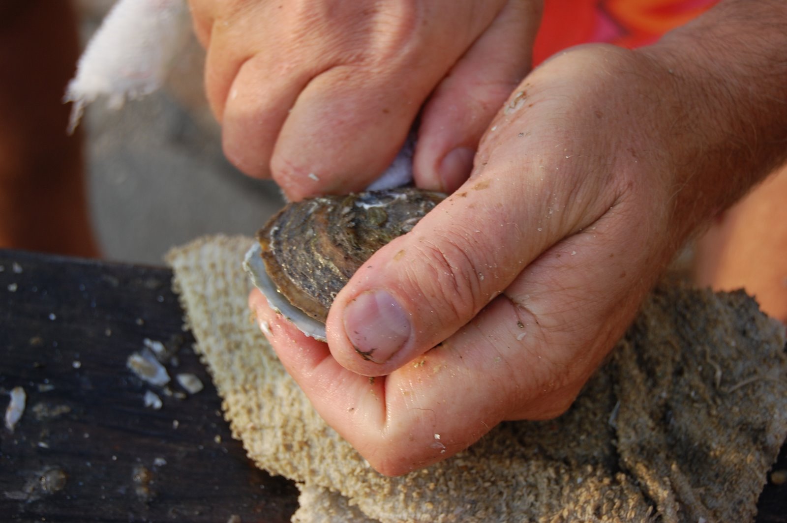 Task Force Seeks Funding, Data to Support Shellfish Industry - Vimarsana News