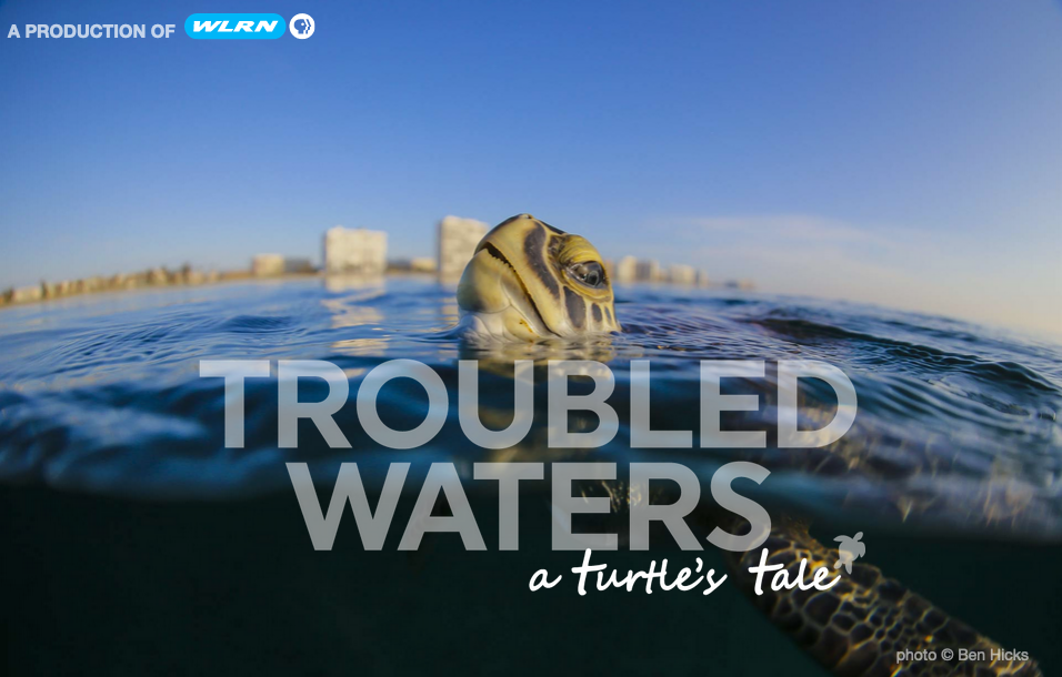 WLRN-TV Wins Four Regional Emmys For Documentaries On Sea Turtles, Space Travel - Vimarsana News