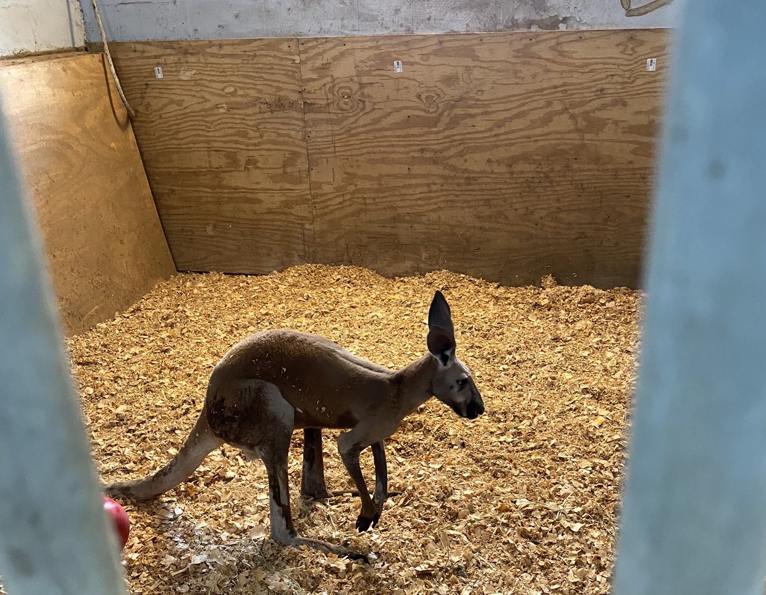 A Runaway Roo, An Empty Animal Shelter And Songs To Stay Home For: We Actually Found Moments Of Joy In 2020 - Vimarsana News