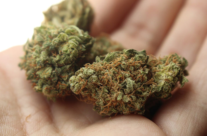 Ohio marijuana ballot initiative leader says group has enough signatures for November ballot - Vimarsana News
