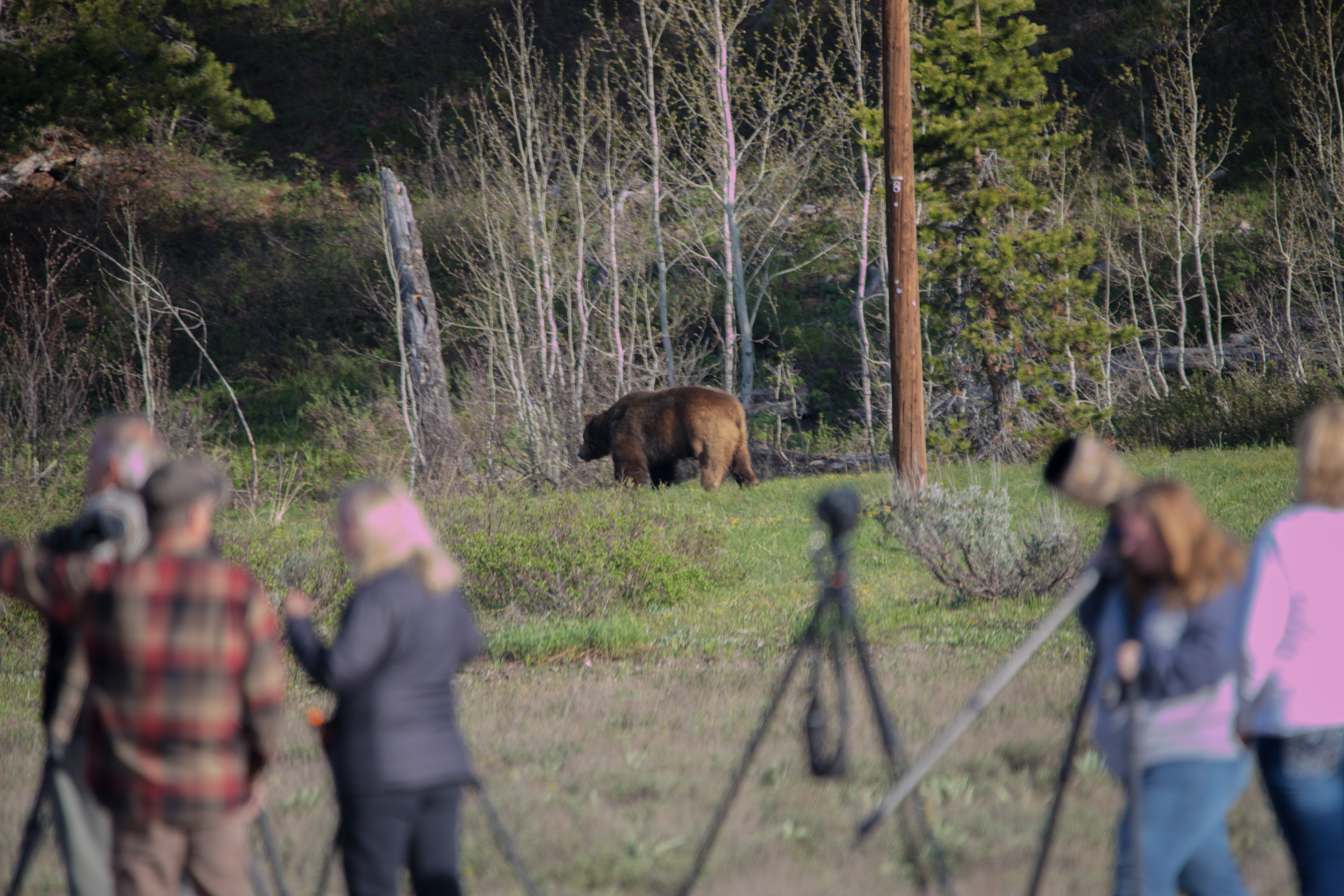 Grizzly bears continue to expand territory in Wind River Range as recreation increases - Vimarsana News